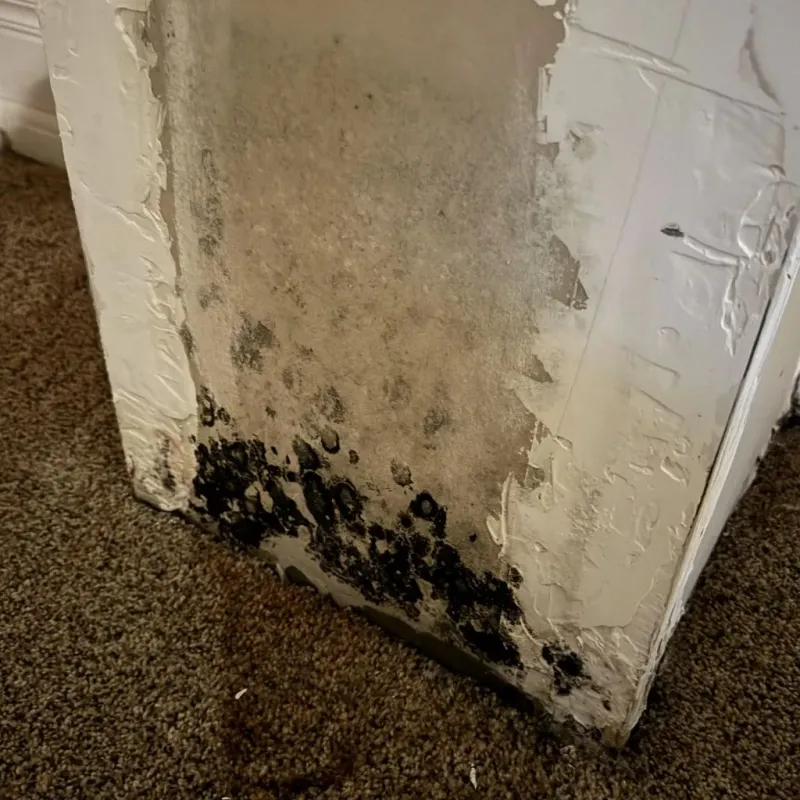 Professional Mold Removal in Howard County, IN